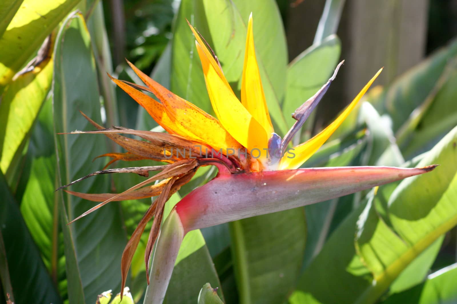 A beautiful bird of paradise flower (Strelitzia reginae)