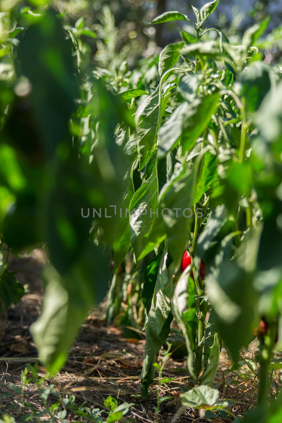 Ripening pepper in the garden. View through green leaves of pepper.