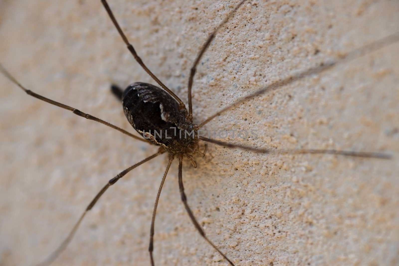 The black spider closeup on the orange wall with blurred backgro by alexsdriver