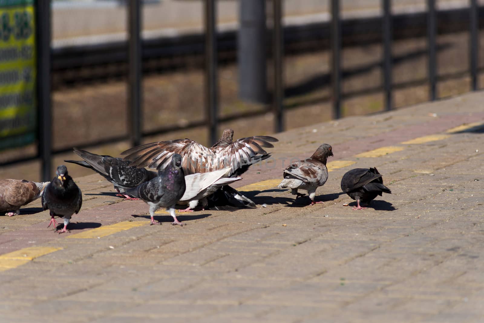 Pigeons on the edge of the railway platform.