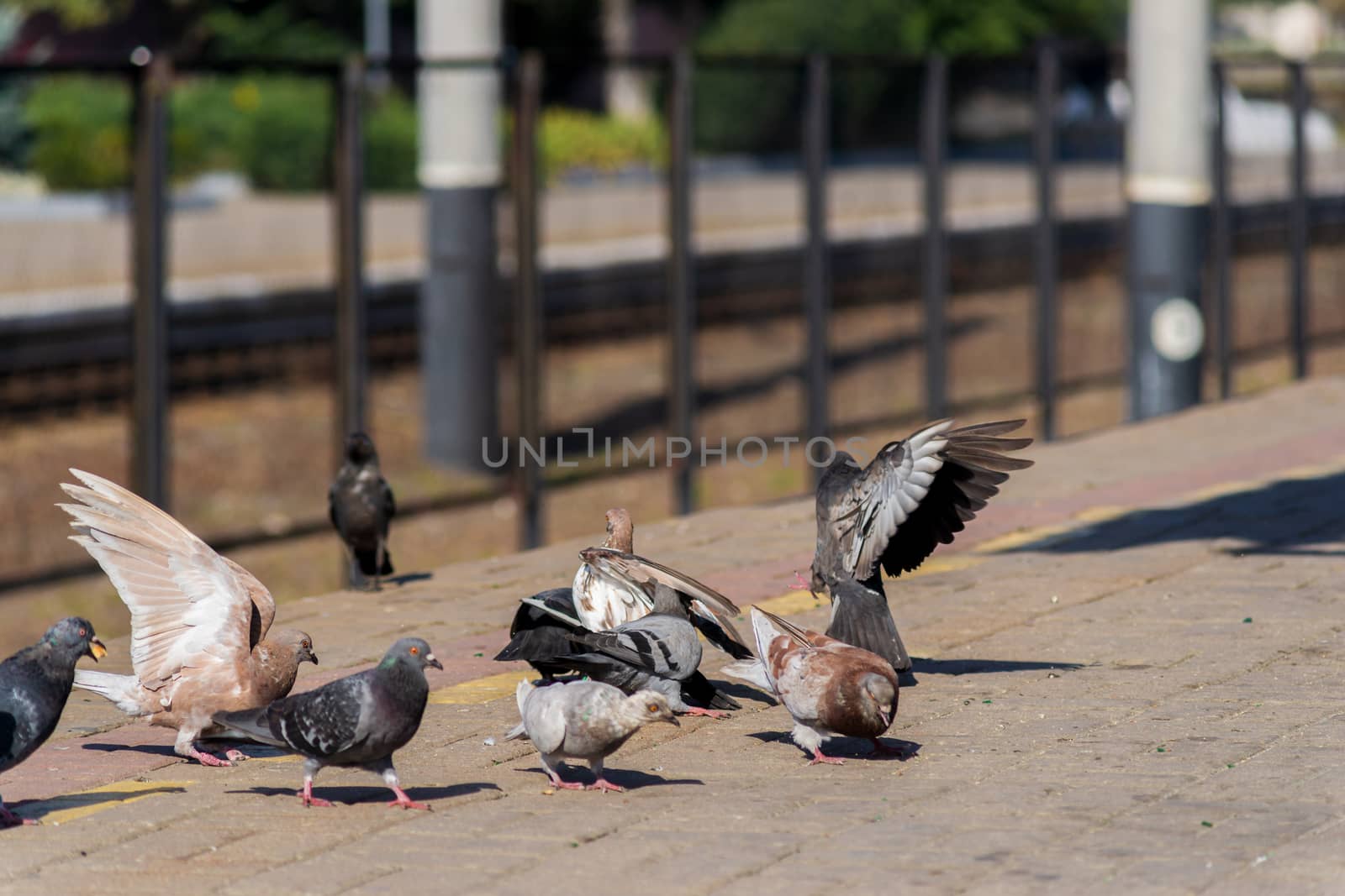 Pigeons on the edge of the railway platform.