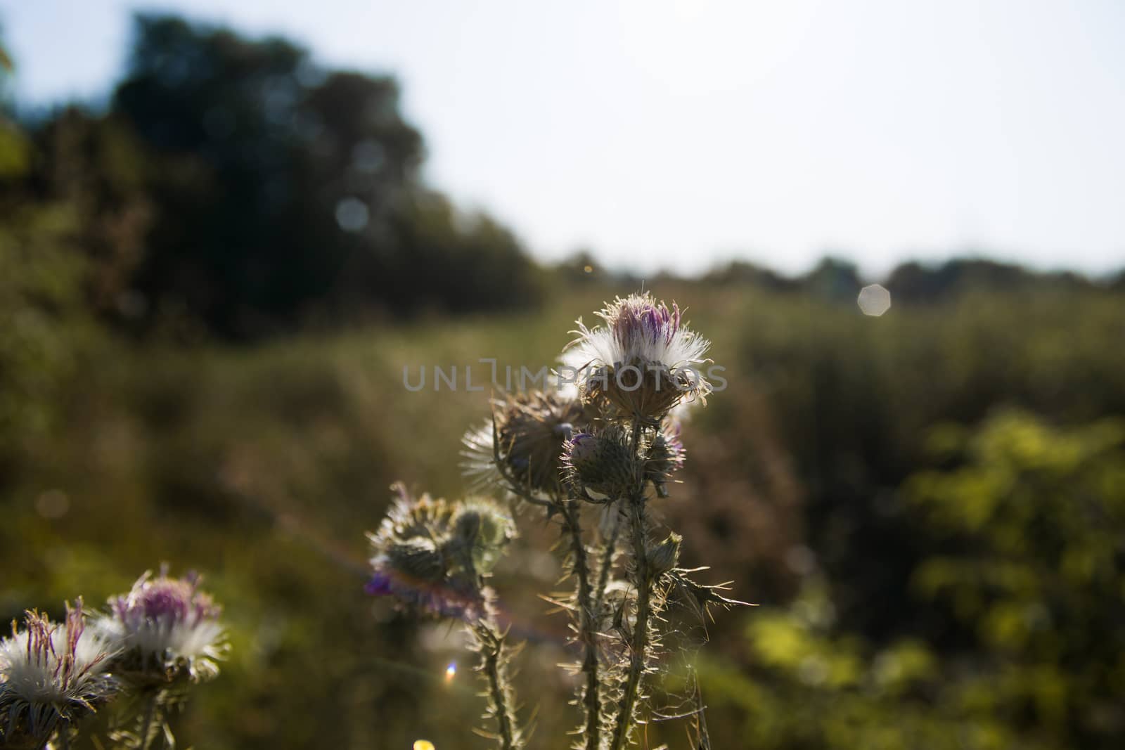 Thistle closeup on the field with blurred background. by alexsdriver