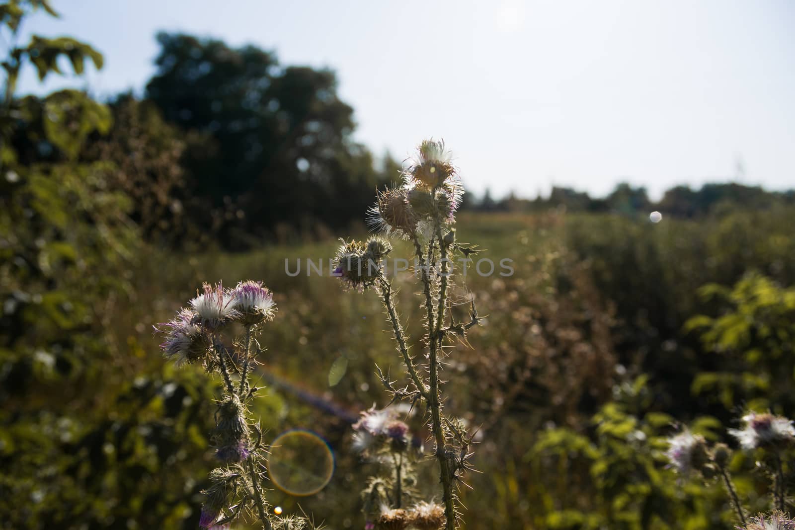 Thistle closeup on the field with blurred background. by alexsdriver