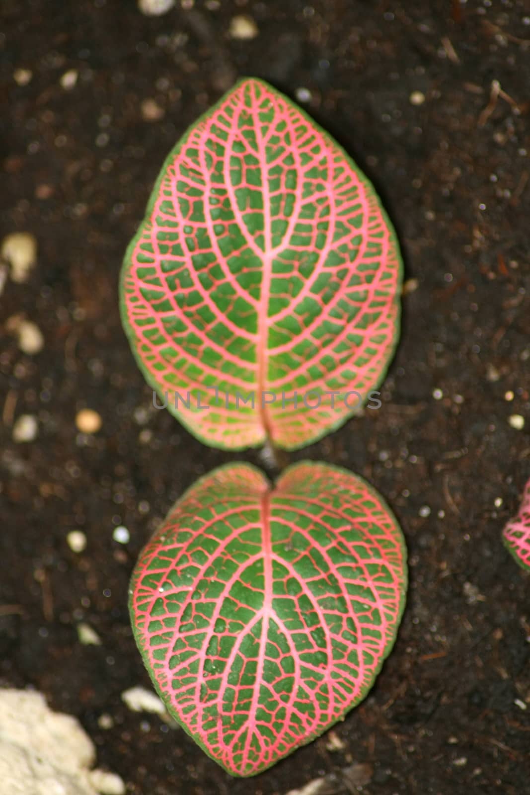 Two green plant leaves with red veins