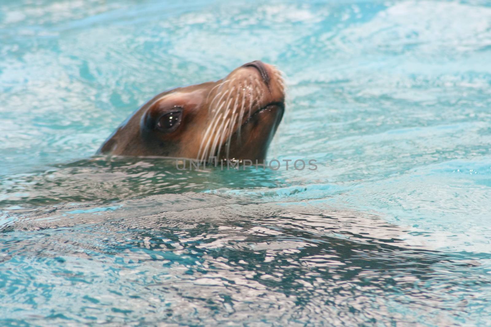 Detail view of a floating seal (Phoca vitulina)