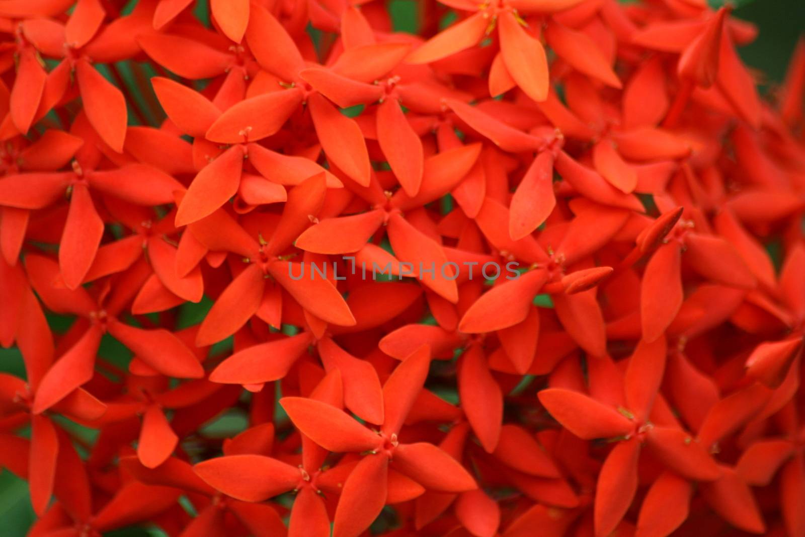 jungle geranium  (Ixora coccinea)