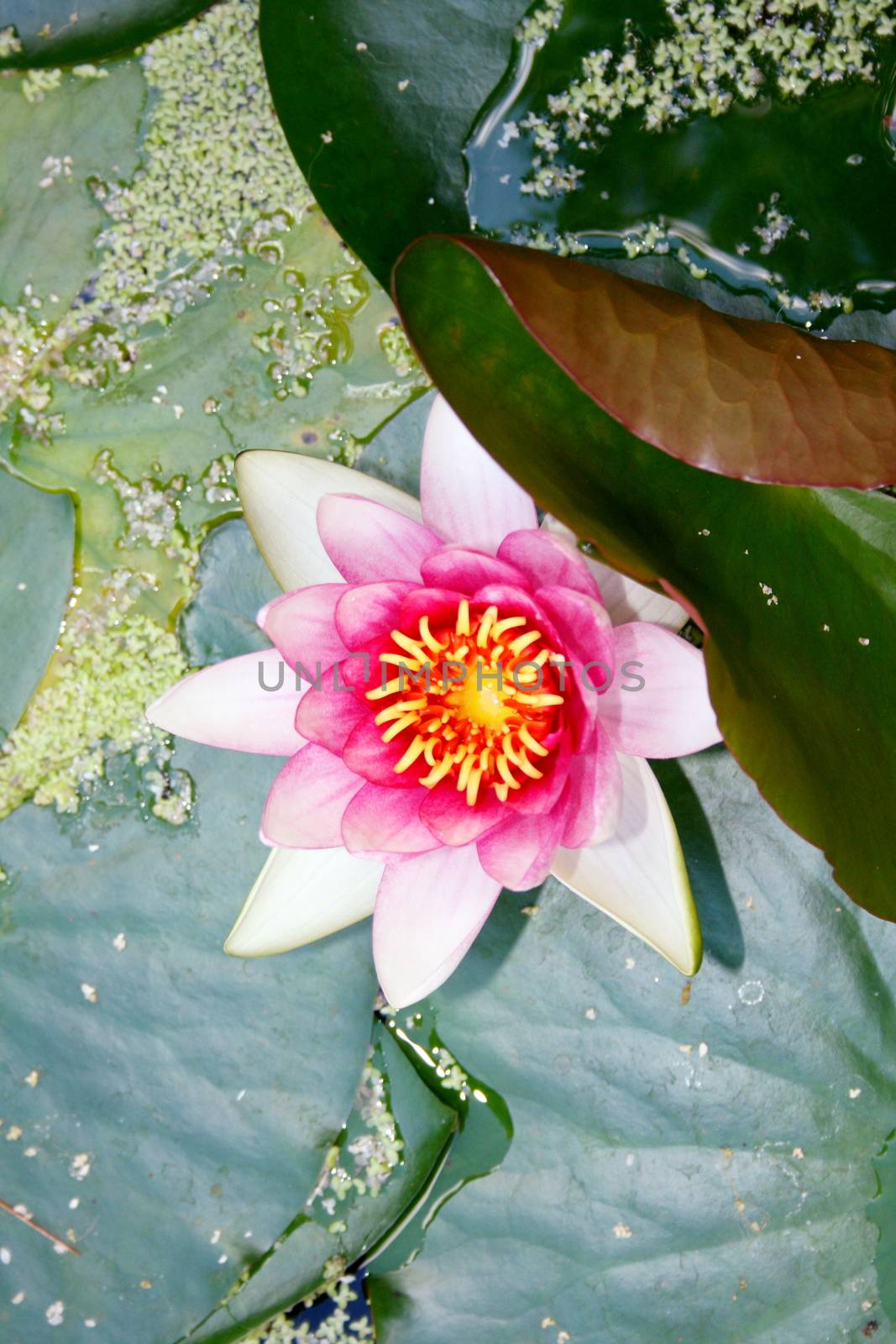 The flower of a white water lily (Nymphaea alba)