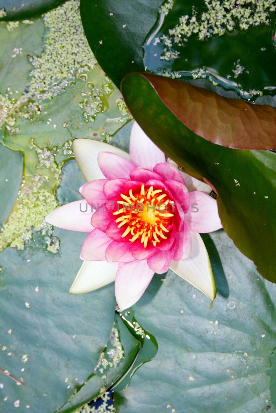 white water lily (Nymphaea alba) by hadot