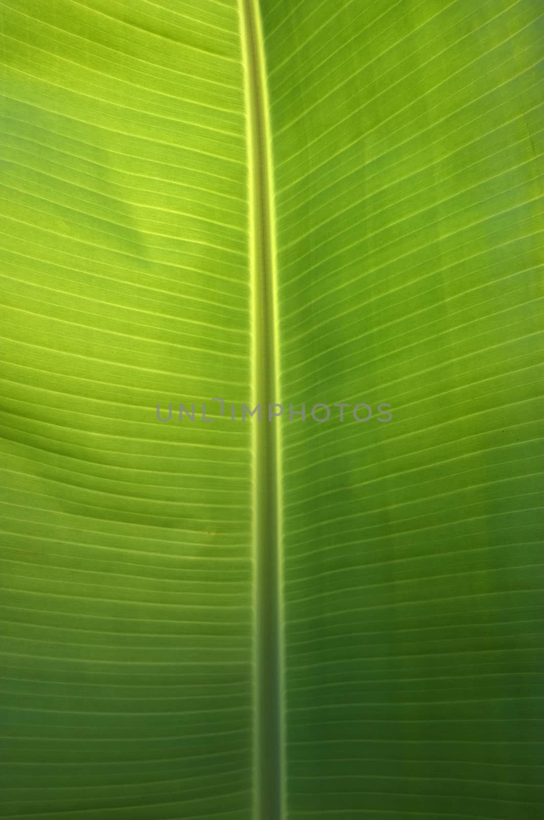 Texture background of  fresh green banana Leaf.