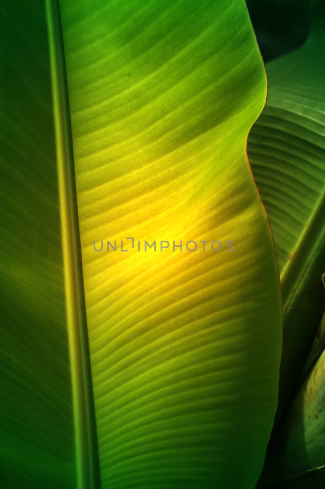 Texture background of  fresh green banana Leaf.