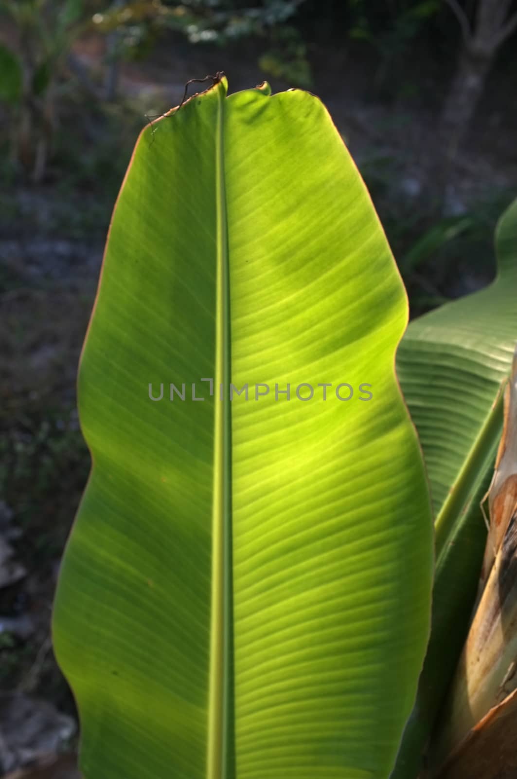 Texture background of  fresh green banana Leaf.