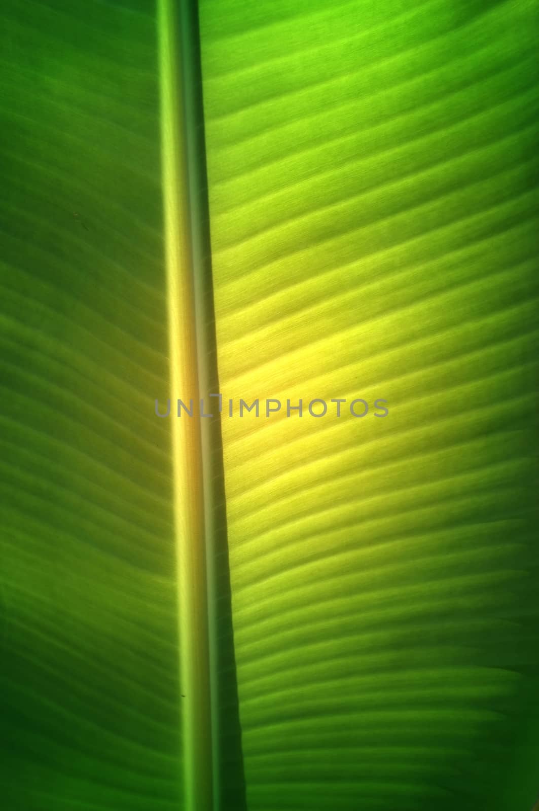 Texture background of  fresh green banana Leaf.