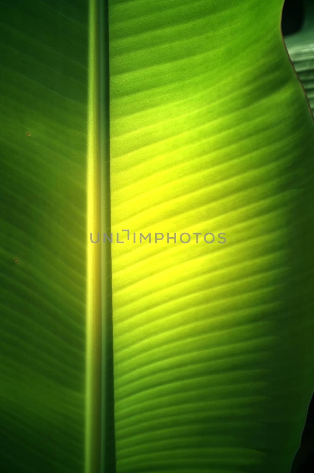 Texture background of  fresh green banana Leaf.