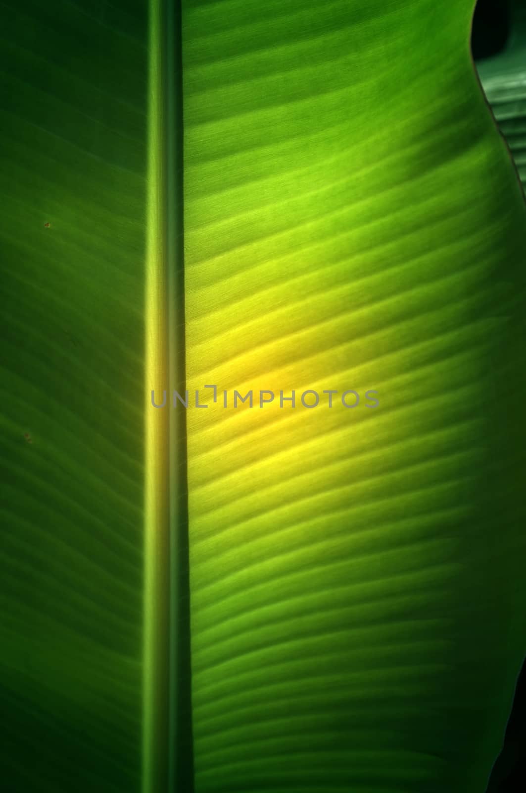 Texture background of  fresh green banana Leaf.