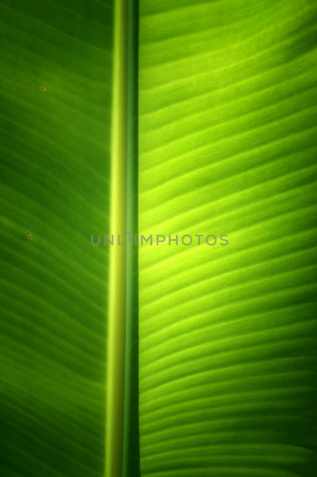 Texture background of  fresh green banana Leaf.