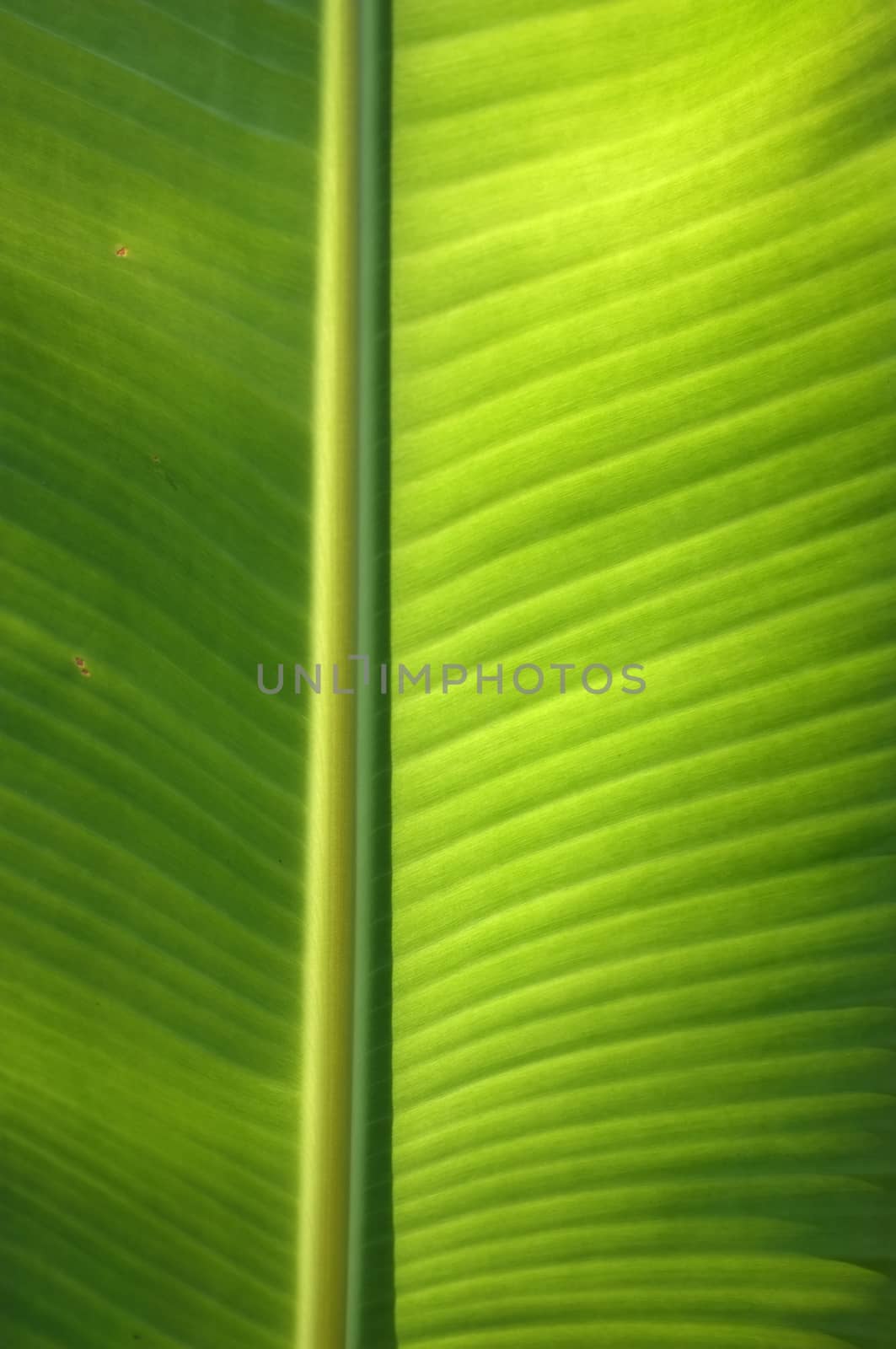 Texture background of  fresh green banana Leaf.