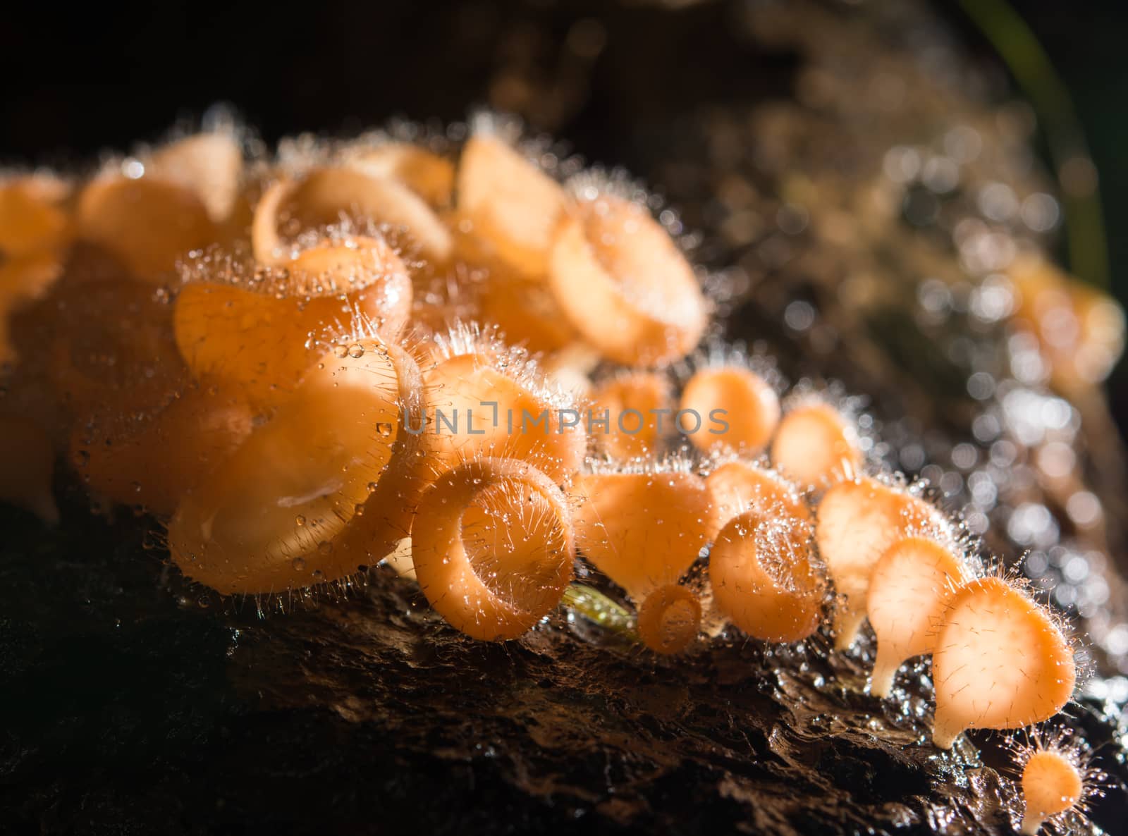 Mushroom in the rain forest among the fallen leaves and bark