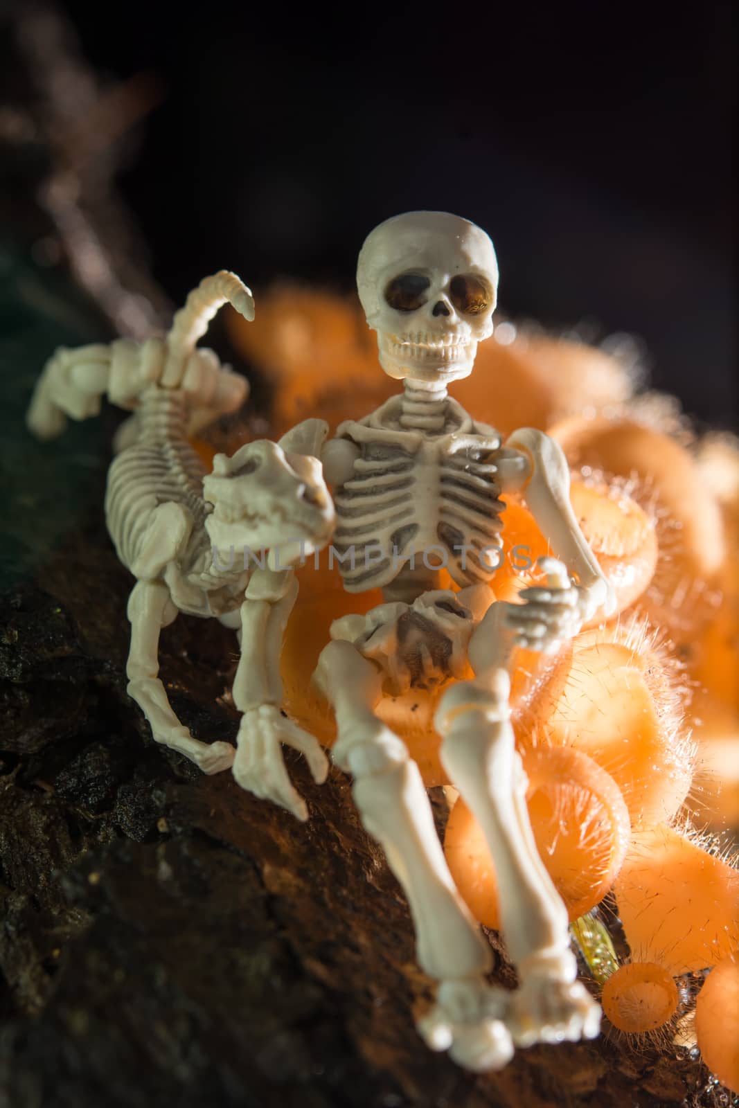 Skeleton sitting with his dog in the woods