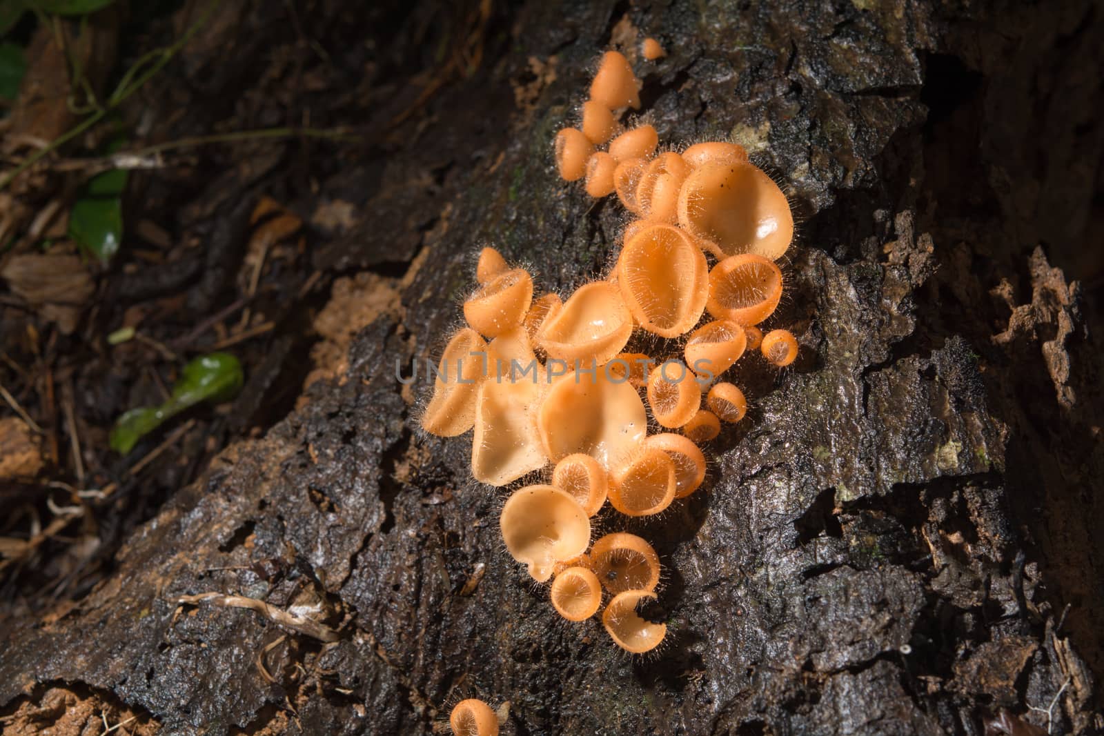 Mushroom in the rain forest among the fallen leaves and bark