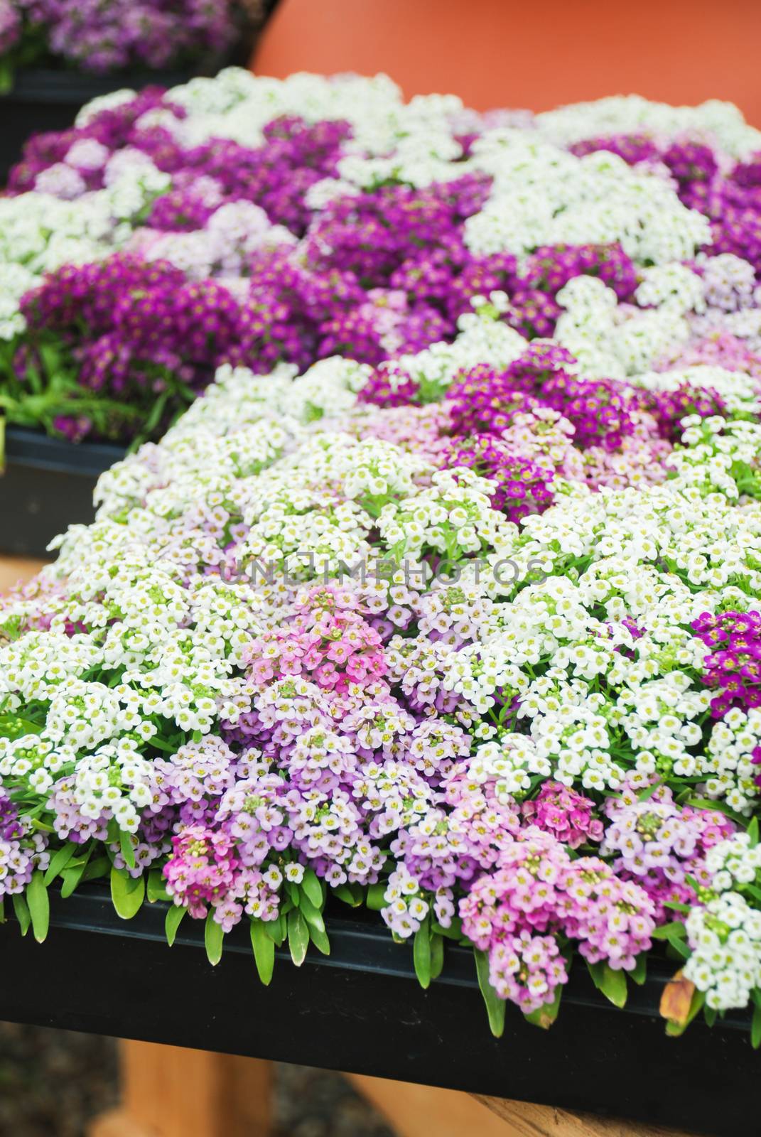 Alyssum flowers. Alyssum in sweet colors. Alyssum in a black tray on wood table, in a dense grounding in a greenhouse.