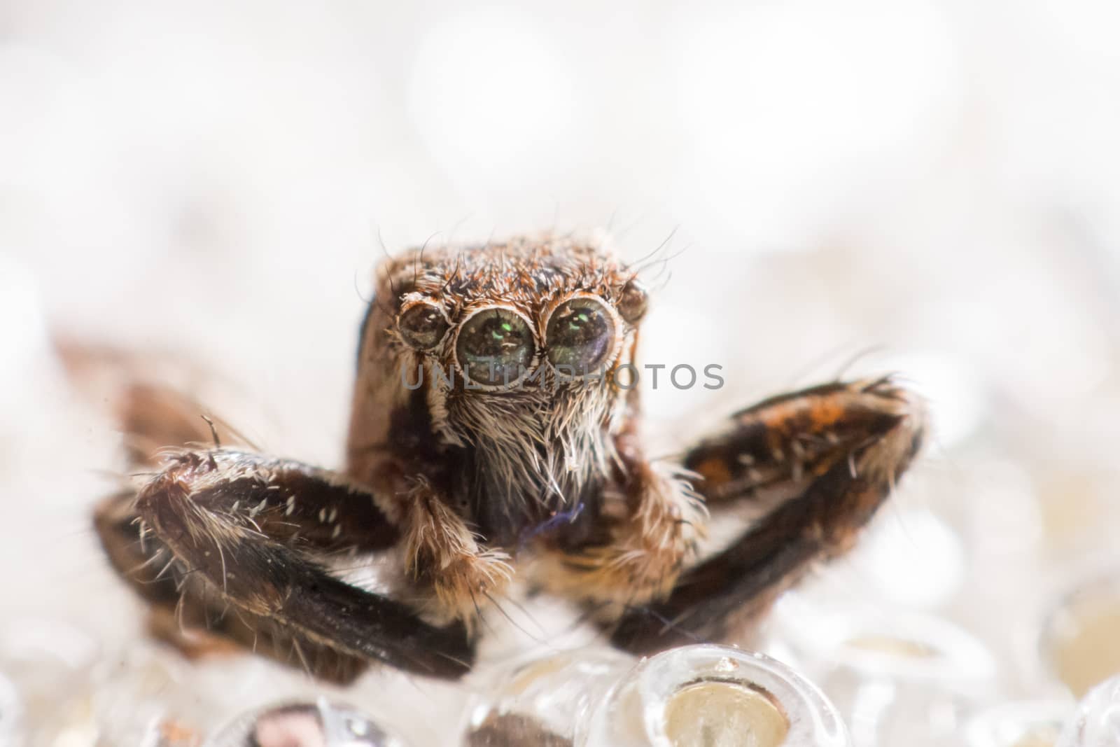 Spider on ice, pretty cool jumping spider from macro photography by yuiyuize