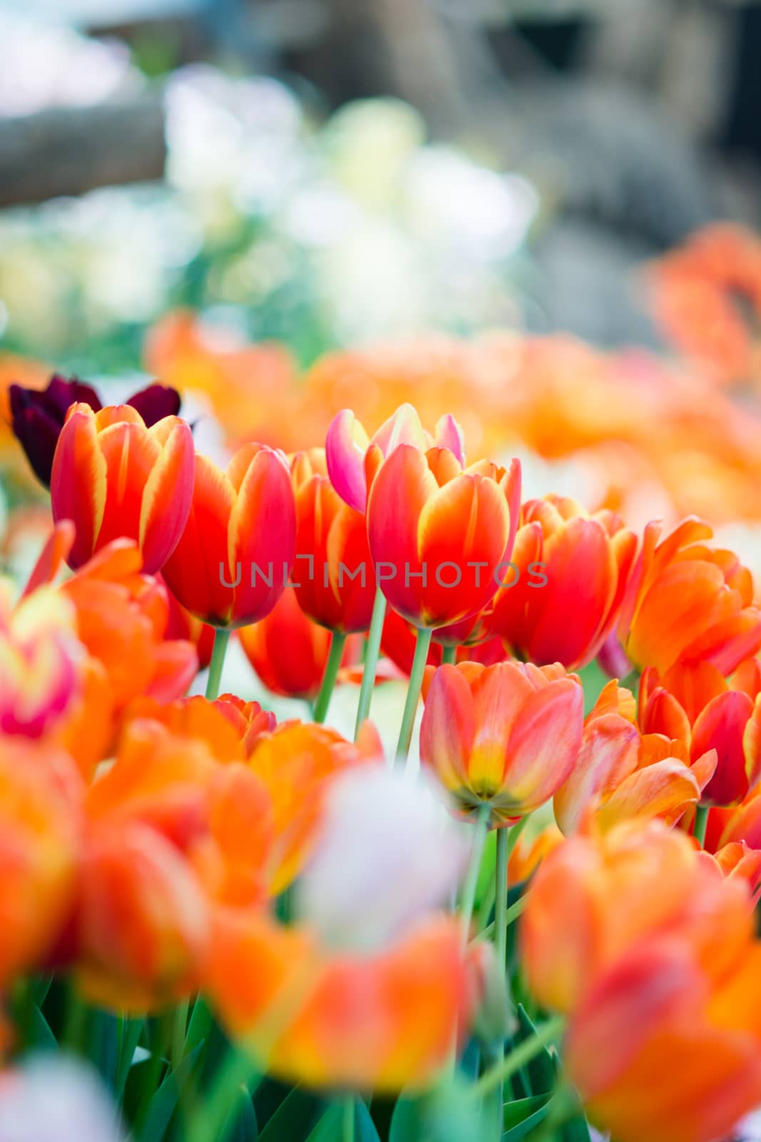 Tulip in spring with soft focus, unfocused blurred spring Tulip, by yuiyuize