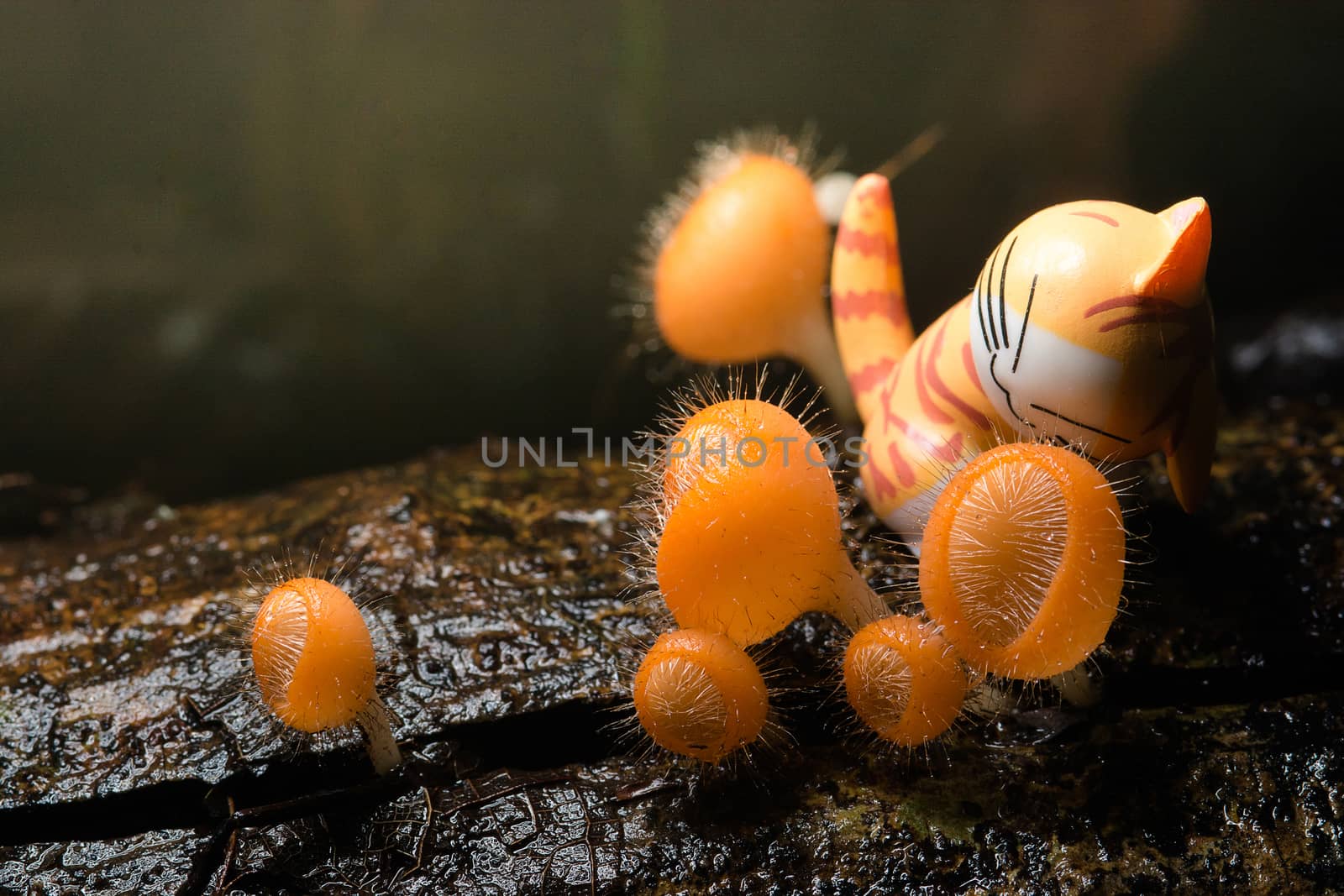 Orange mushroom, Cookeina tricholoma in rainforest and the cat by yuiyuize