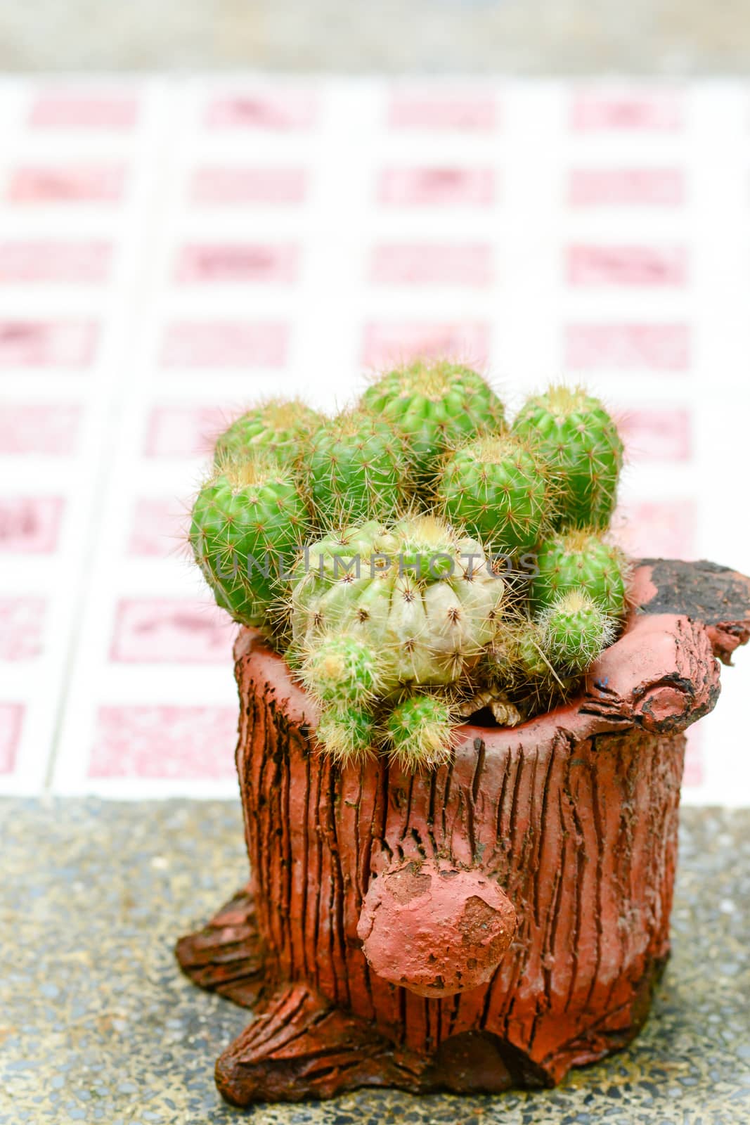 Cactus in pot on natural light background.
