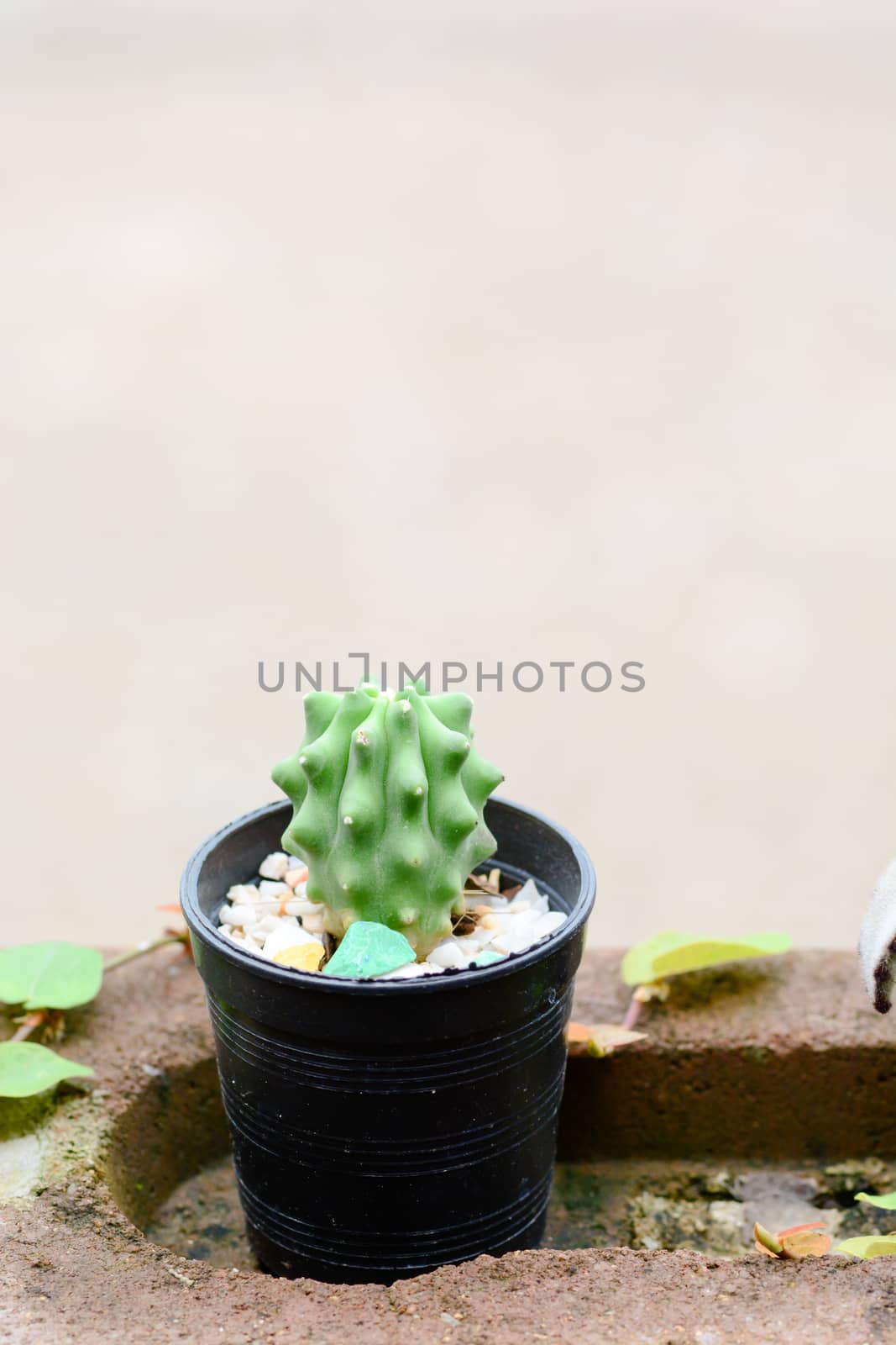 Cactus in pot on natural light background. by yuiyuize