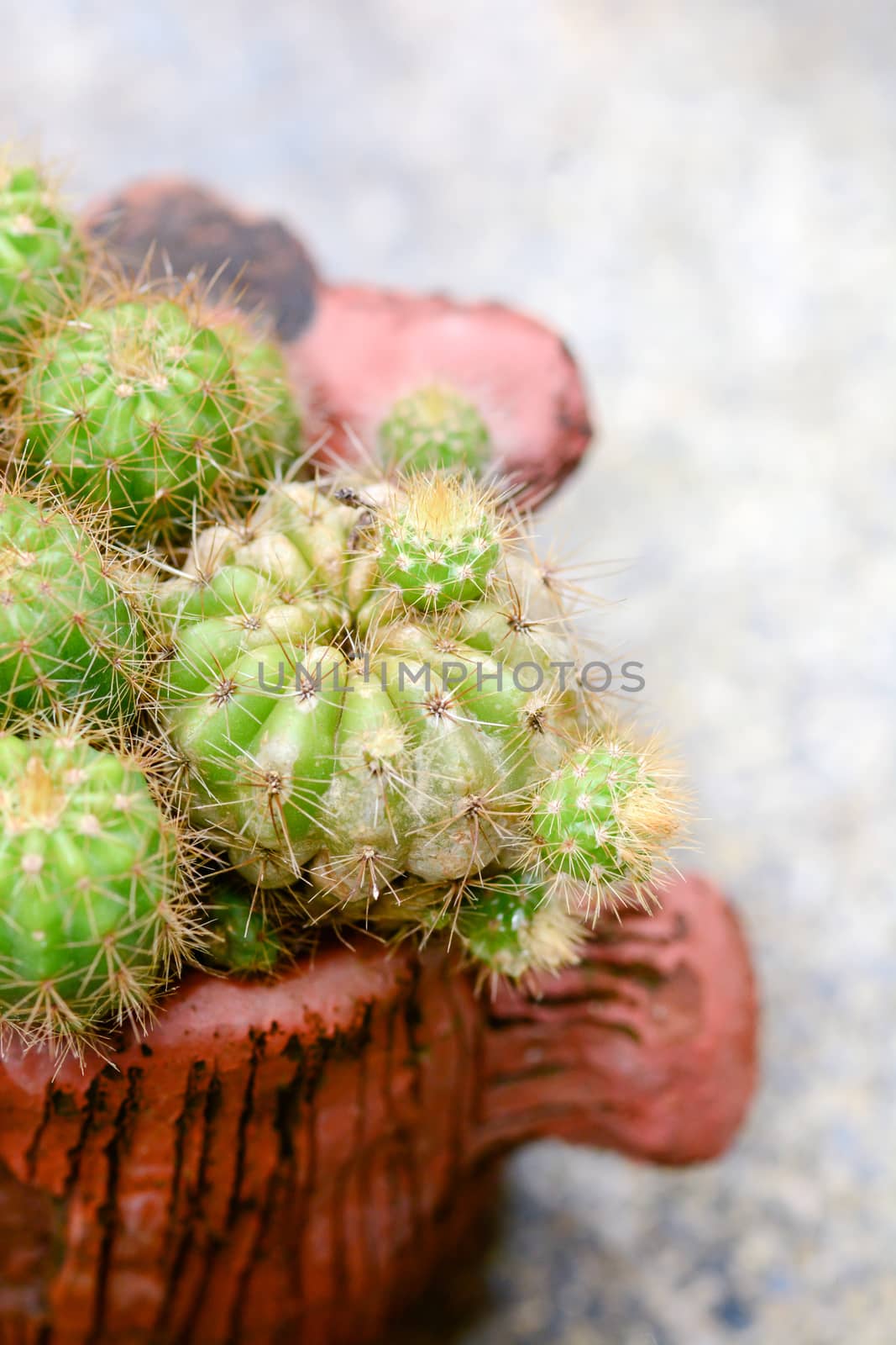 Cactus in pot on natural light background. by yuiyuize