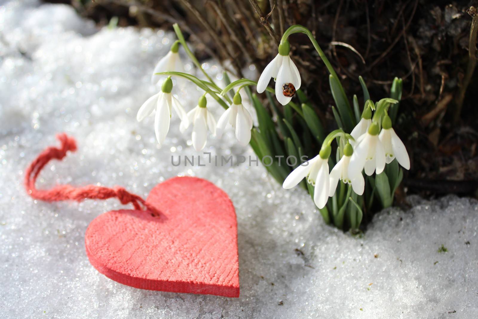 snowdrops and a red heart by martina_unbehauen