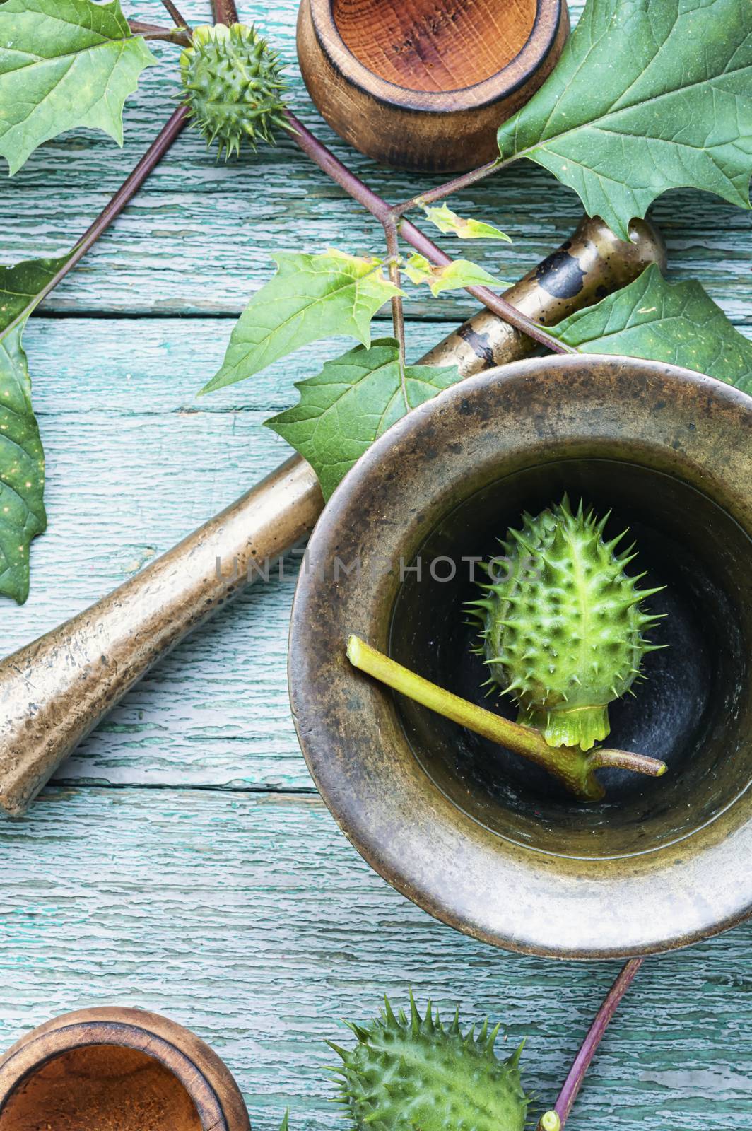 Datura stramonium or thorn apple in herbal medicine.Alternative medicine herbal