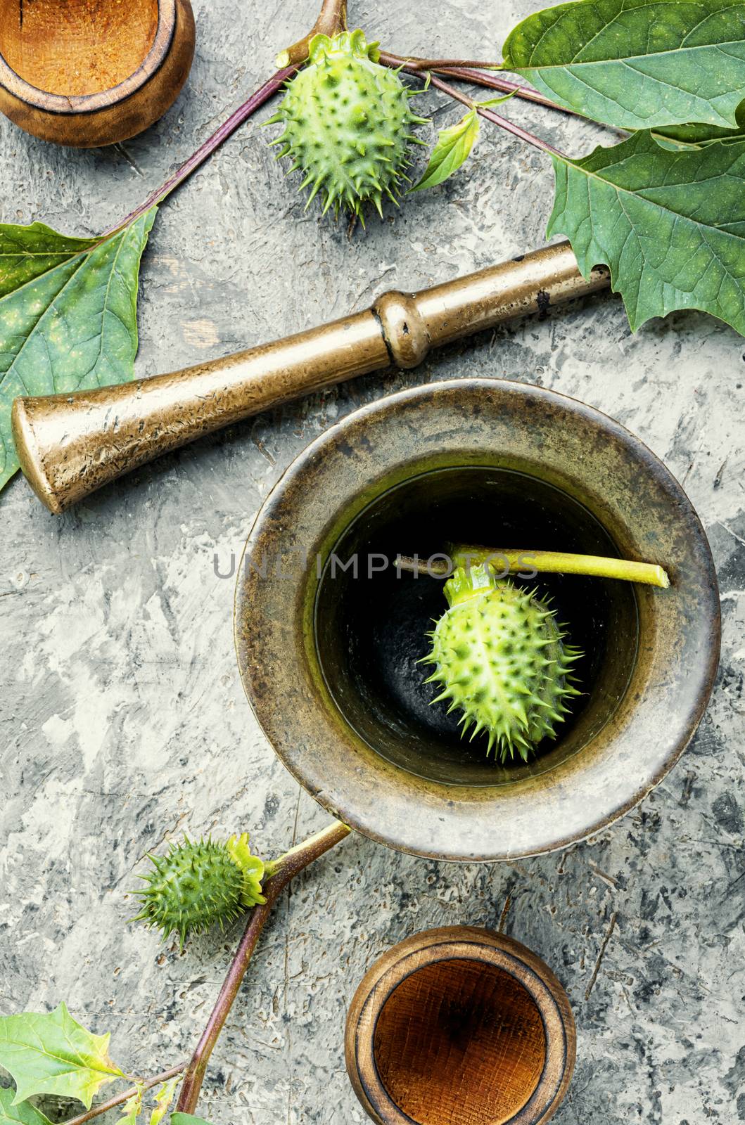 Datura stramonium or thorn-apple in herbal medicine.Healing herbs