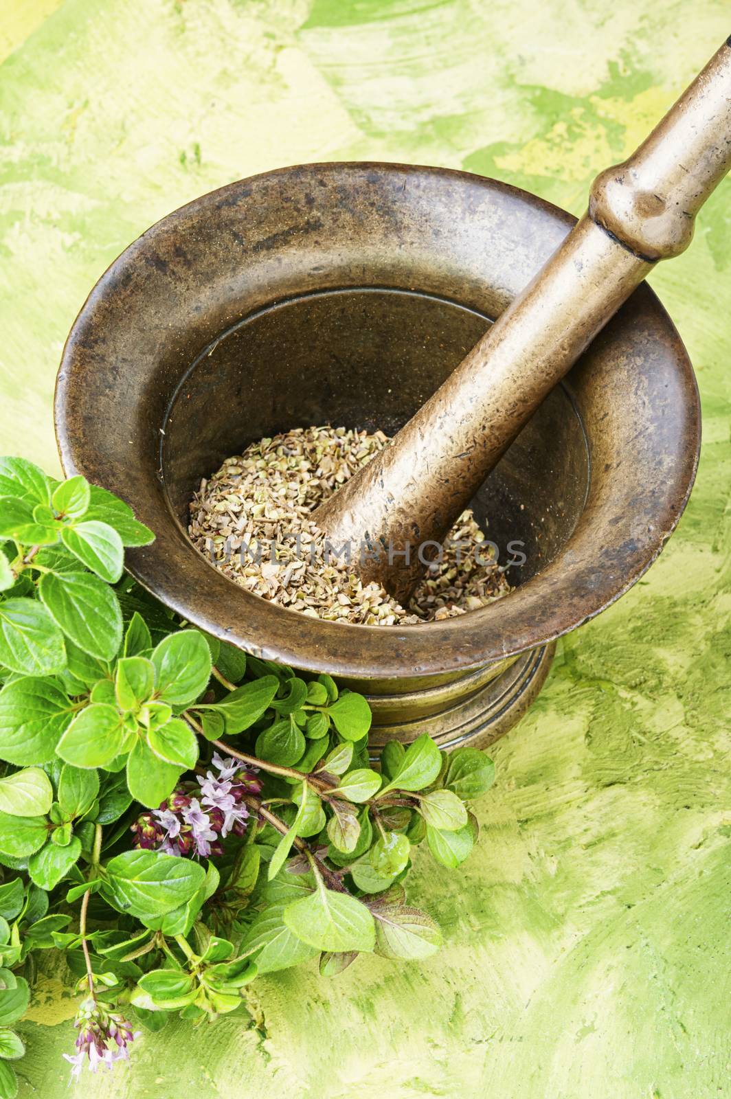 Oregano or marjoram leaves in herbal medicine