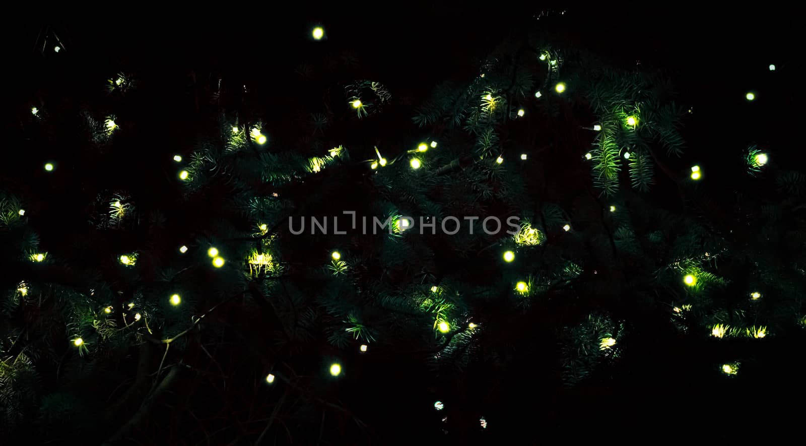 small lamps in the branches of spruce in the dark black background decor