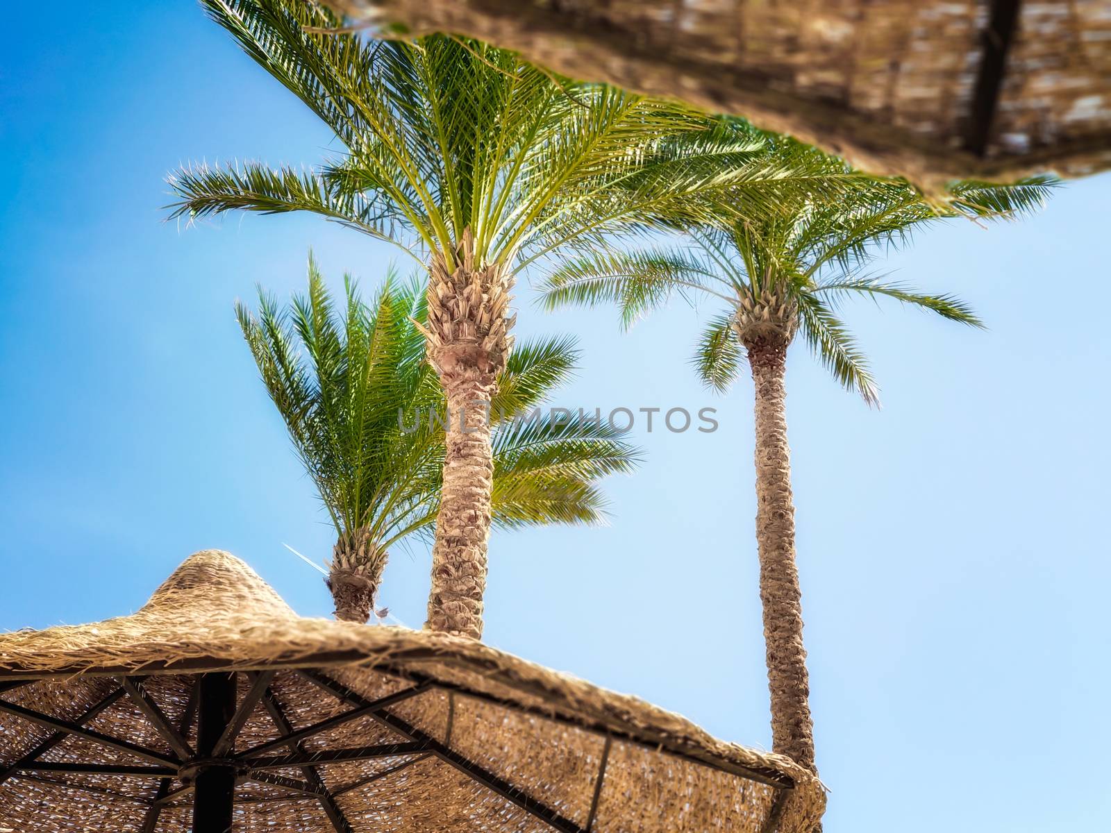 tropical background without people with palm trees and wooden umbrellas in Egypt Sharm El Sheikh