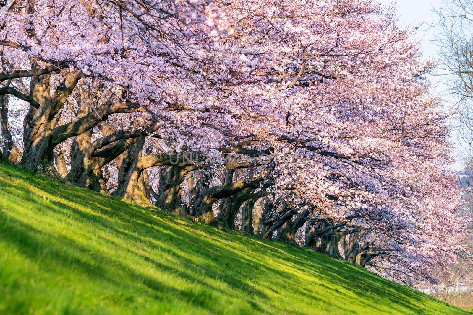 Row of Cherry blossoms trees in spring, Kyoto in Japan.