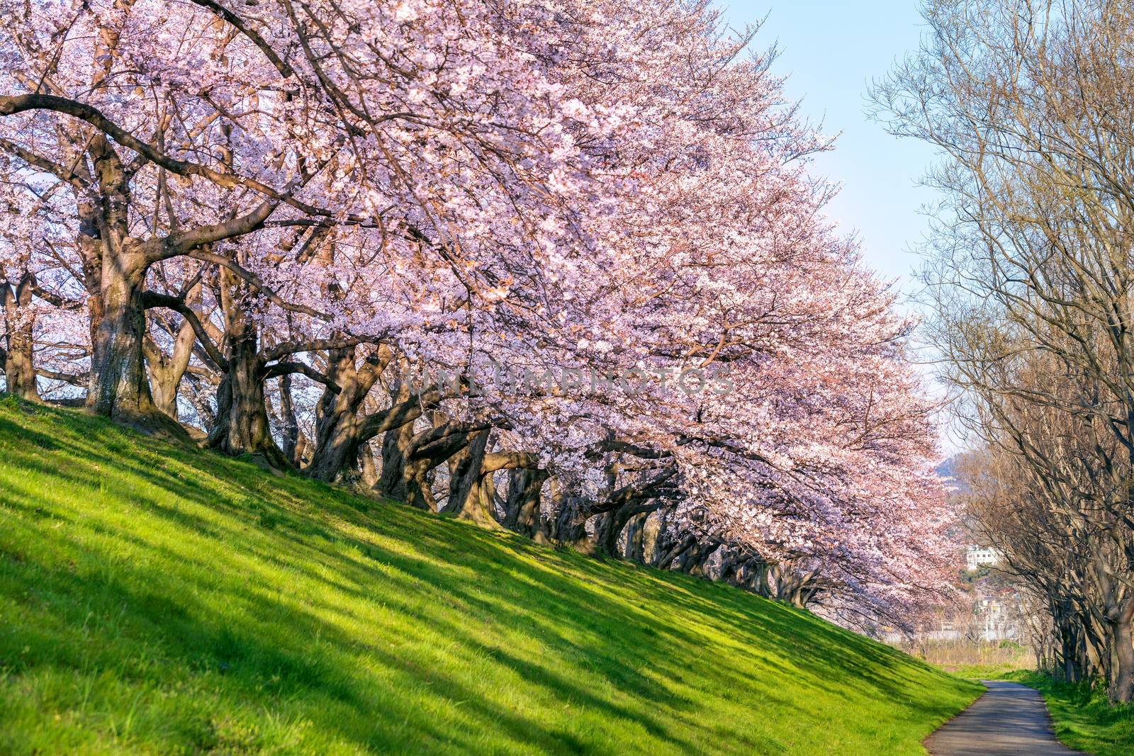 Row of Cherry blossoms trees in spring, Kyoto in Japan. by gutarphotoghaphy