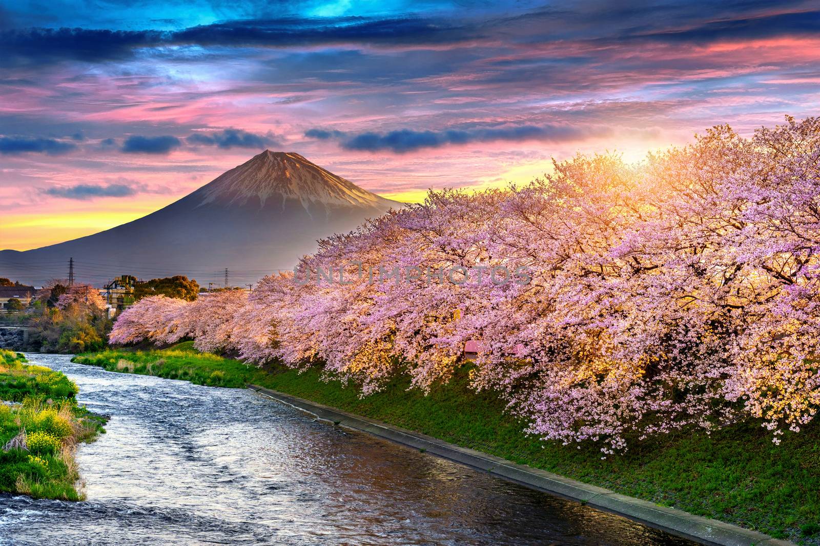 Cherry blossoms and Fuji mountain in spring at sunrise, Shizuoka in Japan. by gutarphotoghaphy