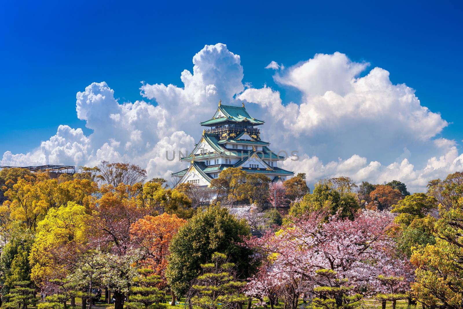 Cherry blossoms and castle in Osaka, Japan. by gutarphotoghaphy