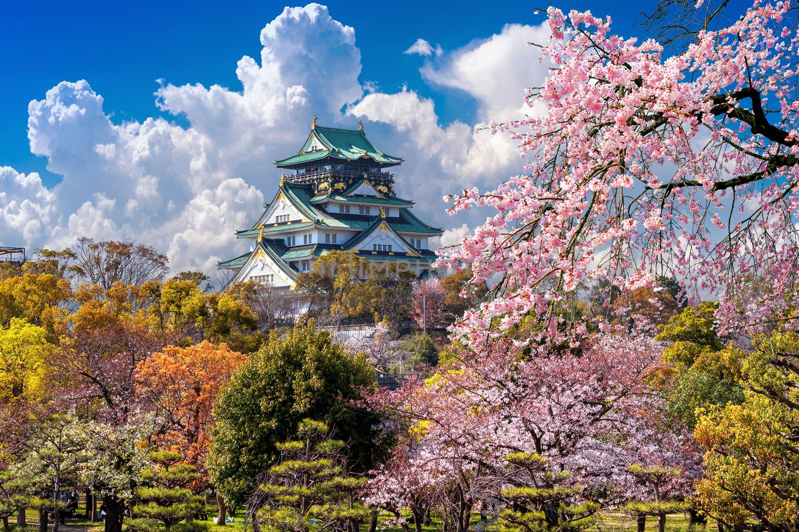 Cherry blossoms and castle in Osaka, Japan.