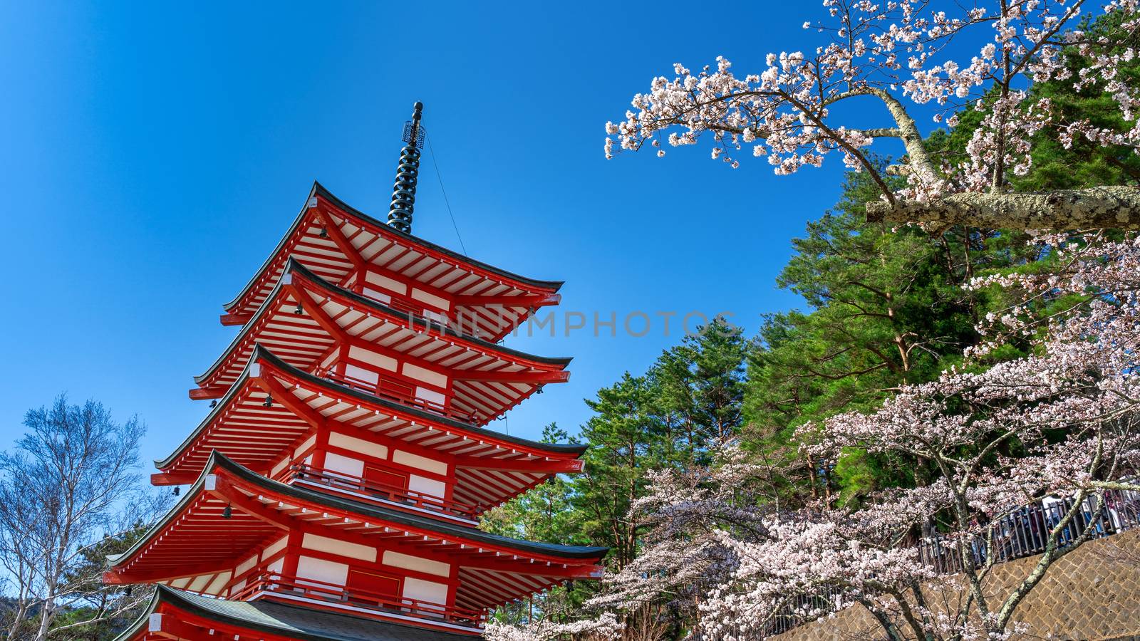 Red pagoda and cherry blossoms in spring, Japan. by gutarphotoghaphy