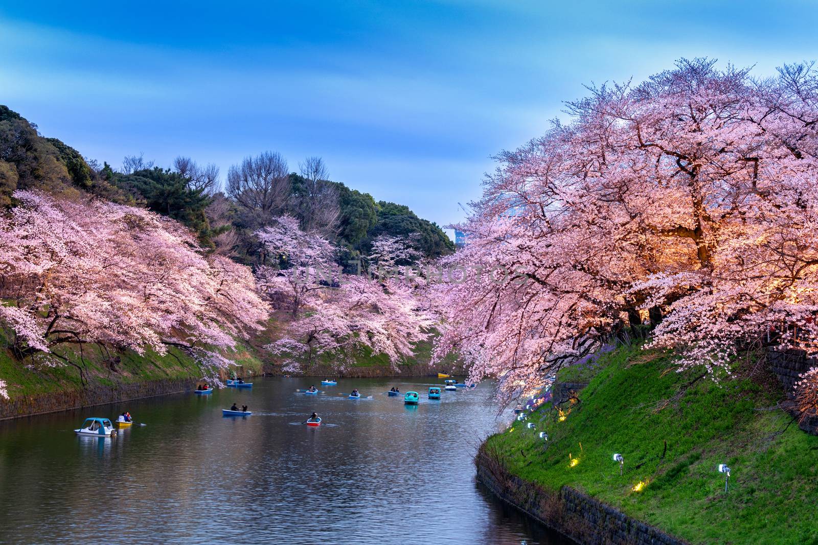 Cherry blossoms at Chidorigafuchi park in Tokyo, Japan. by gutarphotoghaphy