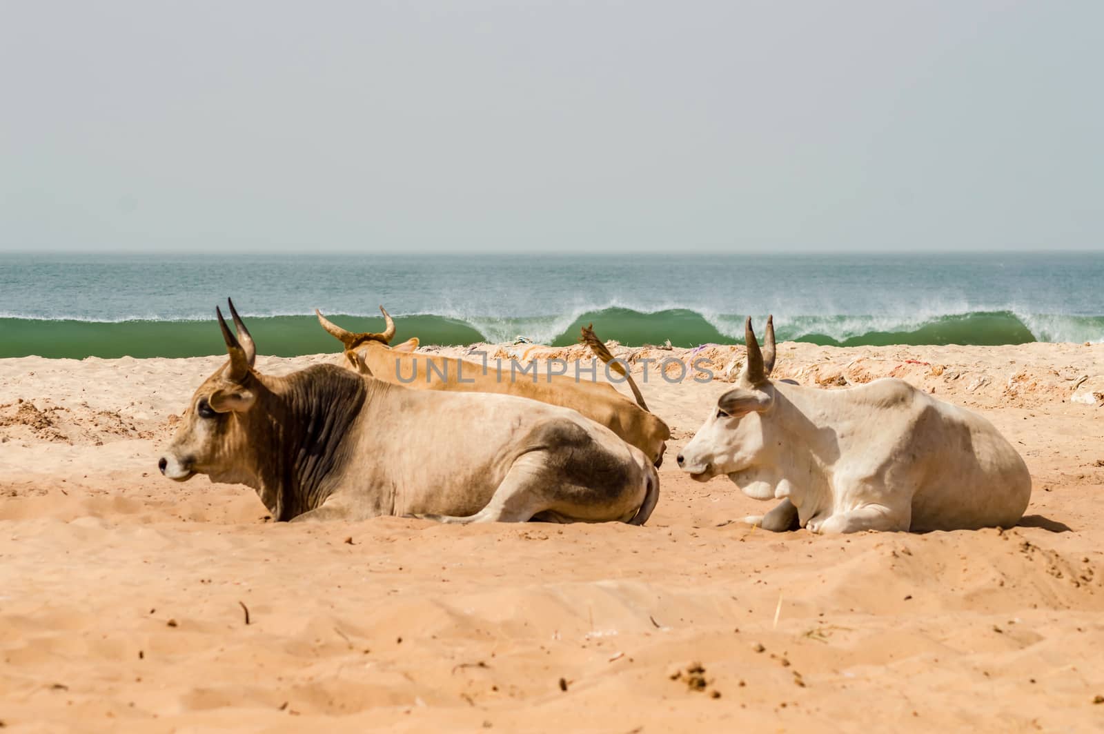 Bulls on the beach in the town of Bijilo  by Philou1000