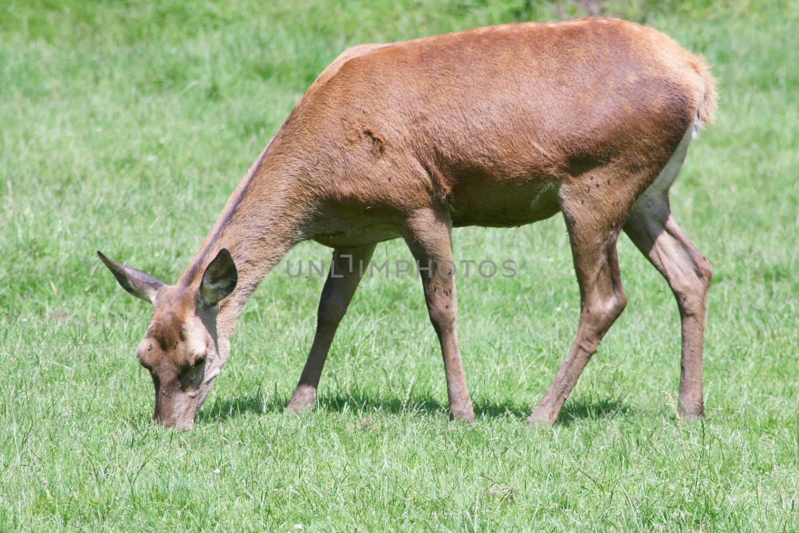 a female red deer, when eating