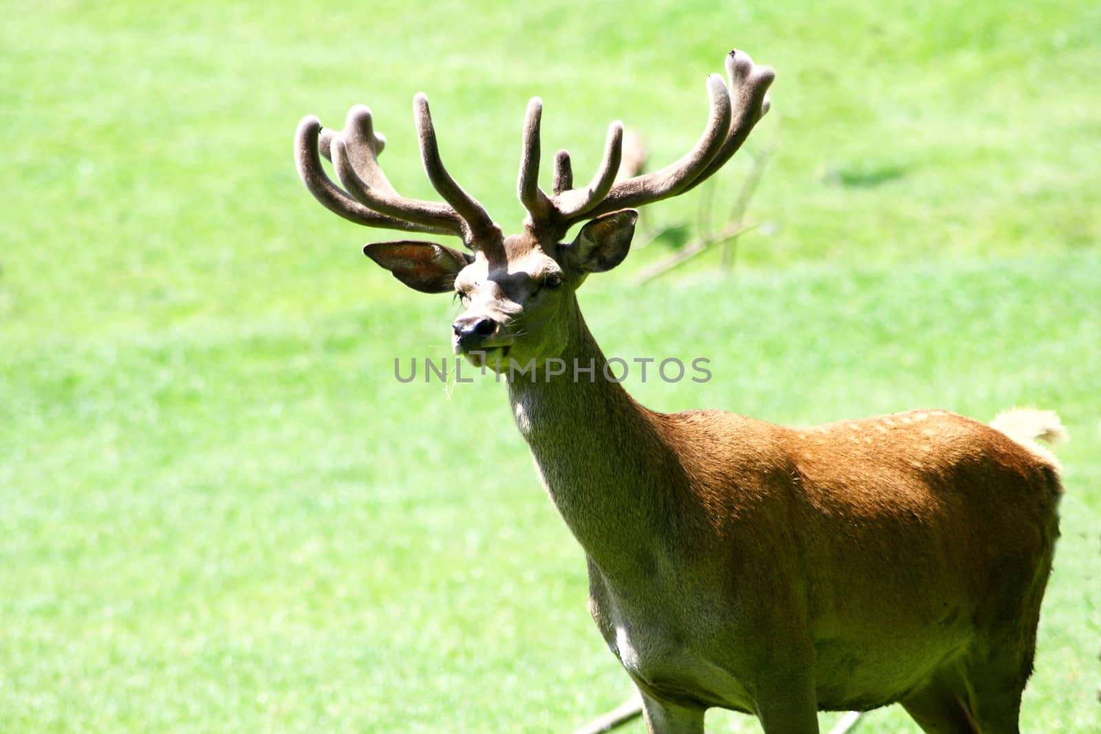 a fallow deer on a green glade