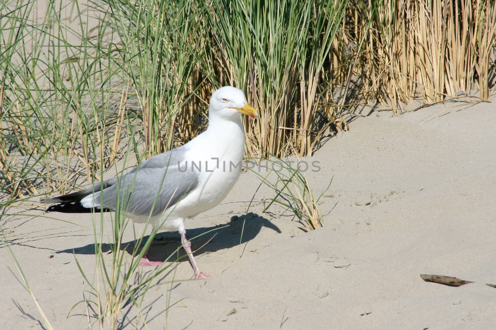 Close-up of a gull sitting on the sand