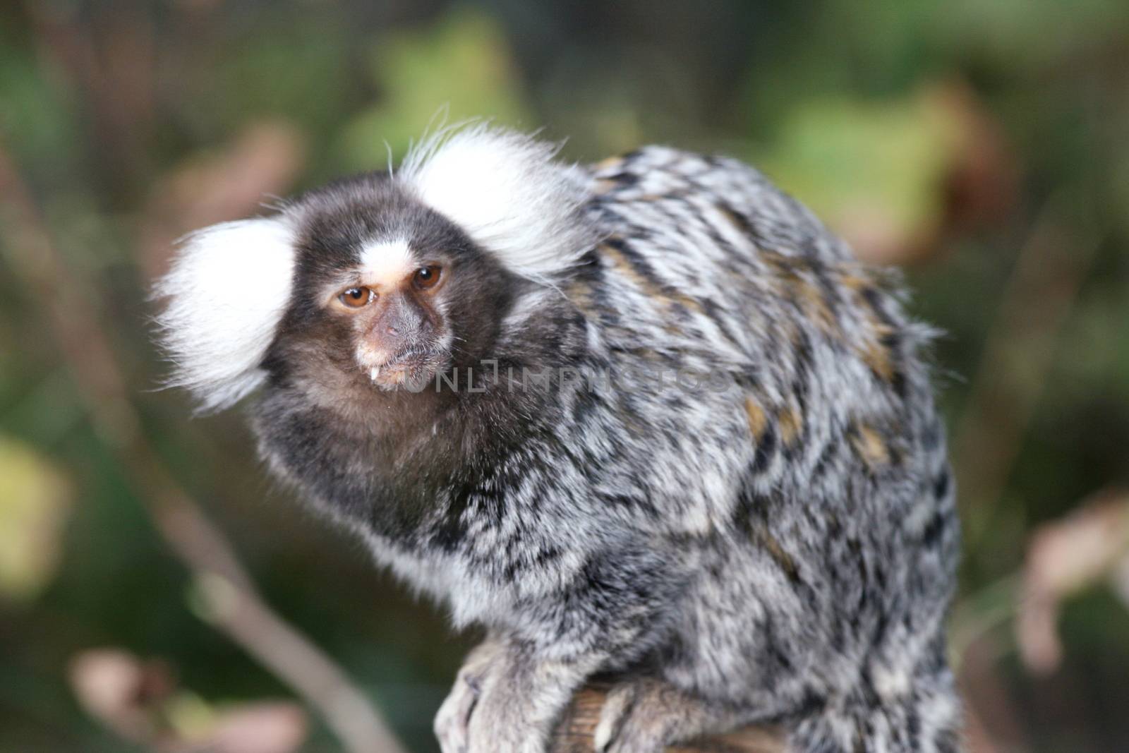 Common Marmoset (Callithrix jacchus), a small primate from Brazil