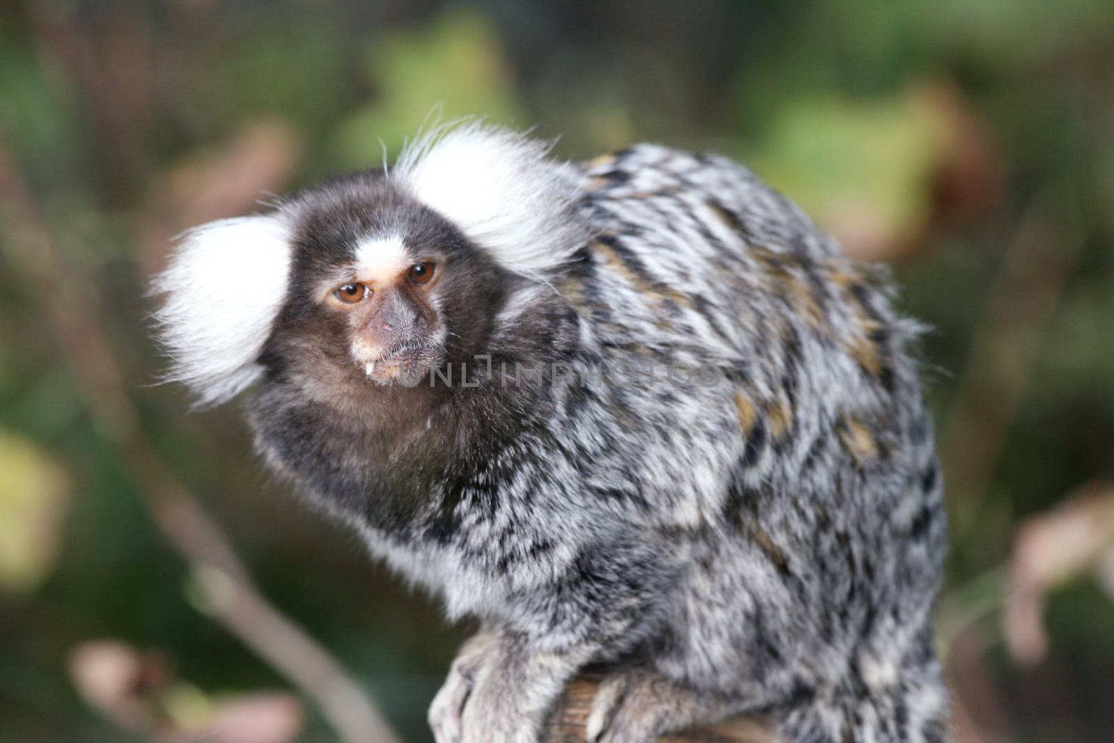 Common Marmoset (Callithrix jacchus) by hadot