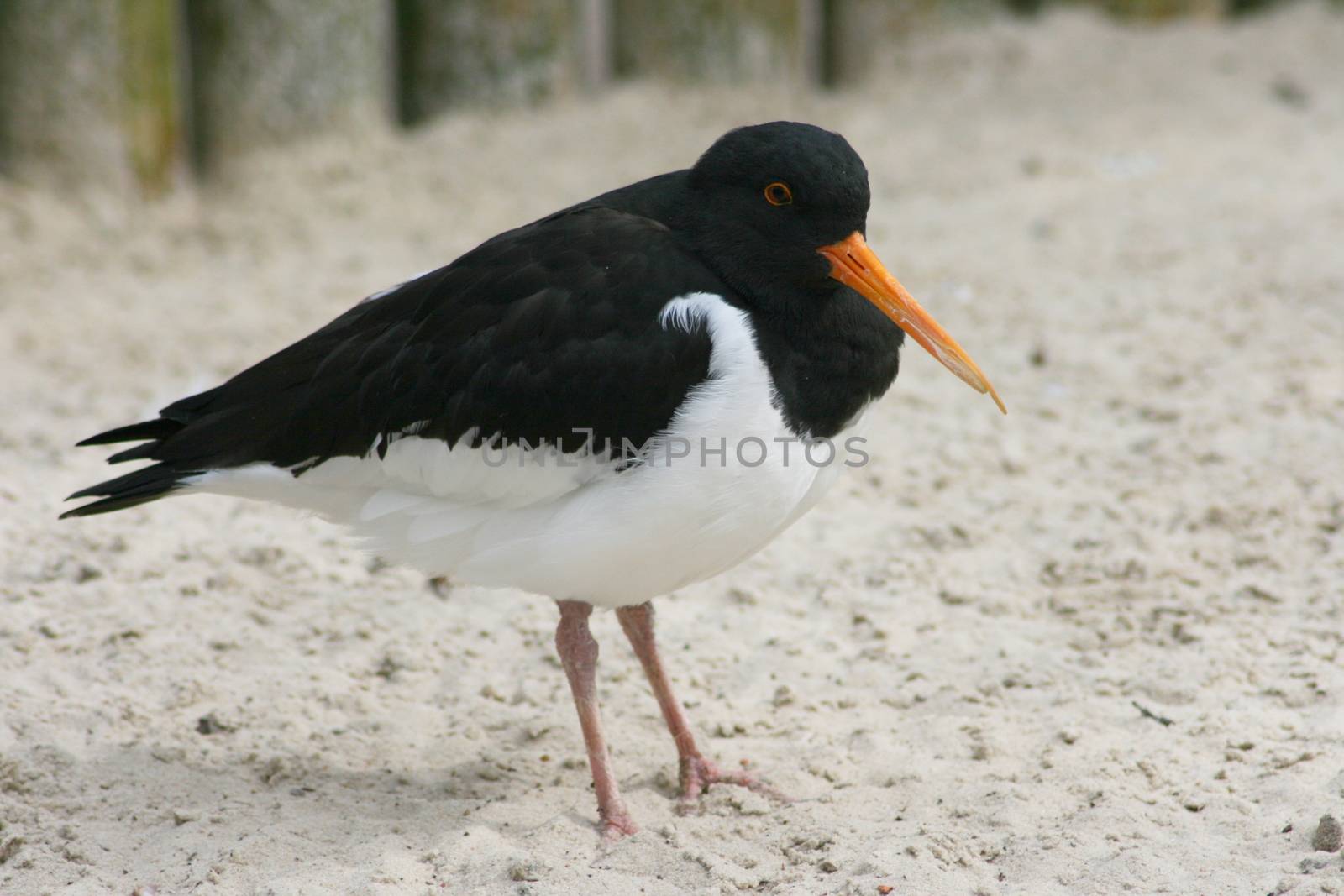 An oystercatcher (Haematopus ostralegus) sits in the sand